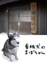 皇国晴酒造の看板犬、まぼちゃん