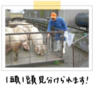 木嶋さんは豚を一頭一頭見分けられます。