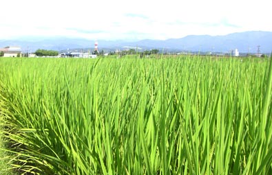 「濱田ファーム」さんの田んぼ