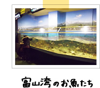 富山湾お魚たち