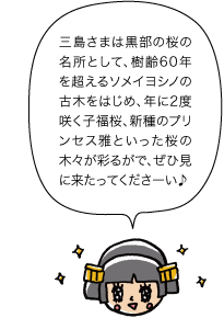 三島さまは黒部の桜の名所として、樹齢60年を超えるソメイヨシノの古木をはじめ、年に2度咲く子福桜、新種のプリンセス雅といった桜の木々が彩るがで、ぜひ見に来たってくださーい♪