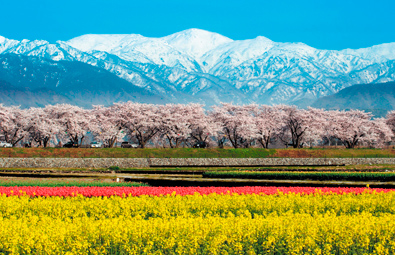 朝日岳、桜、チューリップ、菜の花が競演する朝日町の舟川べりの「春の四重奏」