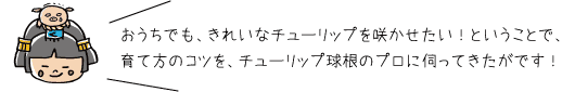 おうちでも、きれいなチューリップを咲かせたい！ということで、育て方のコツを、チューリップ球根のプロに伺ってきたがです！