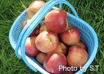 収穫された加積りんご