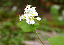 そばの花