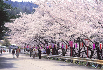 宮野山の桜