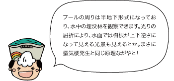 黒部太陽の守：プールの周りは半地下形式になっており、水中の埋没林を観察できます。光りの屈折により、水面では樹根が上下逆さになって見える光景も見えるとか。まさに蜃気楼発生と同じ原理ながやと！