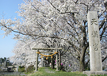 若栗城址の桜