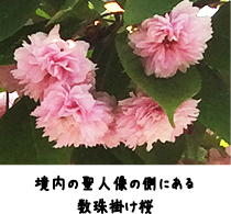 境内の聖人像の側にある数珠掛け桜