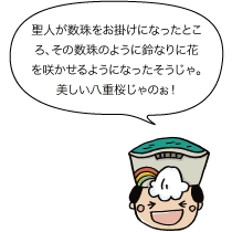 聖人が数珠をお掛けになったところ、その数珠のように鈴なりに花を咲かせるようになったそうじゃ。美しい八重桜じゃのぉ！