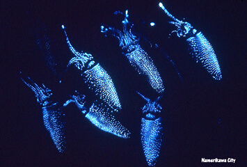 全身発光で青白い光を放つホタルイカ