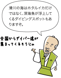 じぃ：滑川の海はホタルイカだけではなく、深海魚が浮上してくるダイビングスポットもありますぞ。全国からダイバー達が集まってくるそうじゃ