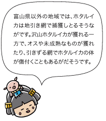 姫： 富山県以外の地域では、ホタルイカは地引き網で捕獲しとるそうながです。沢山ホタルイカが獲れる一方で、オスや未成熟なものが獲れたり、引きずる網でホタルイカの体が傷付くこともあるがだそうです。