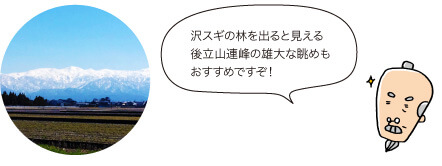 じぃ：沢スギの林を出ると見える後立山連峰の雄大な眺めもおすすめですぞ！