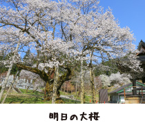 明日の大桜