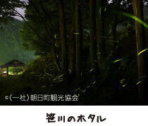 笹川のホタル