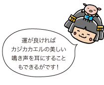 市姫：運が良ければカジカカエルの美しい鳴き声を耳にすることもできるがです！