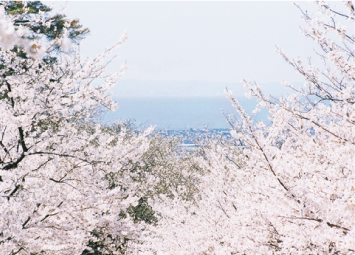 桜井城から見る桜