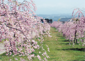 黒瀬川の桜