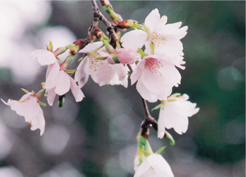 桜の新種、コシノフユザクラ