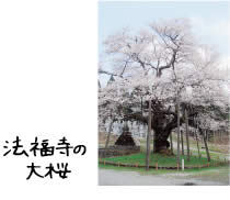 法福寺の大桜