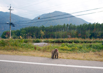 おサルさん道路