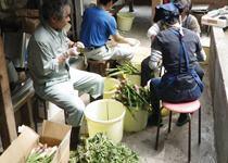 黒薙温泉旅館でスタッフさんが山菜の仕込みを行う様子