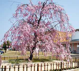 sakura_100220.jpg