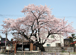 花見の季節！ お気に入りの桜を見つけよう ②